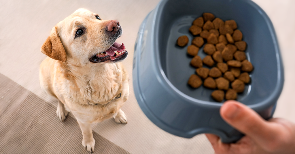 Pies golden retriver, w ręce opiekuna miska z suchą karmą dla psa. Zmiana karmy dla psa